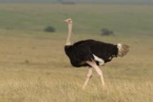 Strusie - Ostriches - Struthioniformes