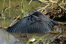Czapla czarna - Egretta ardesiaca - Black Heron