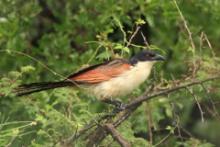 Kukal miedzianosterny - Centropus cupreicaudus - Coppery-tailed Coucal