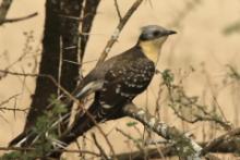 Kukułka czubata - Clamator glandarius - Great Spotted Cuckoo
