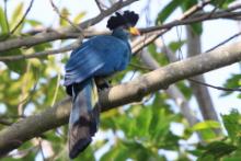 Szyszak - Corythaeola cristata - Great Blue Turaco