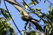 Turak zielonoczuby - Tauraco persa - Green Turaco