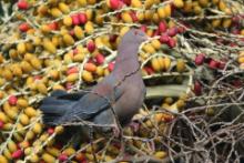 Gołąbczak czerwonodzioby - Patagioenas flavirostris - Red-billed Pigeon