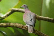 Gołąbczak różowawy - Patagioenas cayennensis - Pale-vented Pigeon