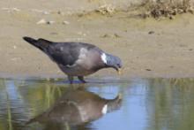 Grzywacz - Columba palumbus - Wood Pigeon