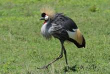Koronnik szary - Balearica regulorum - Grey Crowned Crane