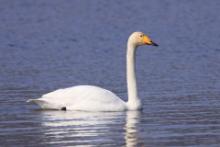Łabędź krzykliwy - Cygnus cygnus  - Whooper Swan