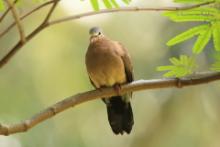 Turkaweczka modroplamkowa - Turtur afer - Blue-spotted Wood Dove