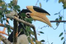 Dzioborożec orientalny - Anthracoceros coronatus - Malabar Pied Hornbill