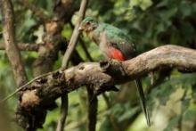 Afrotrogon zielony - Apaloderma narina - Narina Trogon