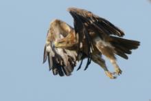 Orzeł sawannowy - Aquila rapax - Tawny Eagle