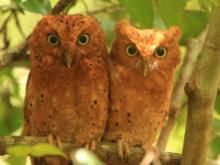 Syczek brunatny - Otus ireneae - Sokoke Scops Owl