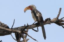 Toko czerwonolicy - Tockus leucomelas - Southern Yellow-billed Hornbill