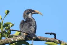 Dzioborożec cejloński - Ocyceros gingalensis - Sri Lanka Grey Hornbill