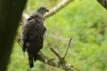 Gadożer krótkoskrzydły - Circaetus fasciolatus - Southern Banded Snake Eagle