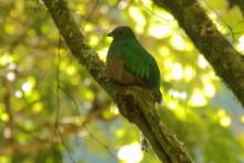 Kwezal herbowy - Pharomachrus mocinno - Resplendent Quetzal