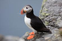 Maskonur - Fratercula arctica - Atlantic Puffin