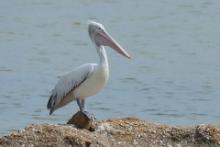 Pelikan indyjski - Pelecanus philippensis - Spot-billed Pelican
