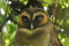 Puszczyk brunatny - Strix leptogrammica - Brown Wood Owl