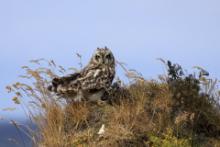 Uszatka błotna - Asio flammeus - Short-eared Owl
