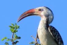 Toko namibijski - Tockus damarensis - Damara Hornbill
