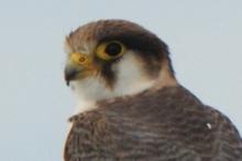 Sokół rudogłowy - Falco chicquera - Red-necked Falcon