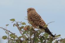 Pustułka stepowa - Falco rupicoloides - Greater Kestrel