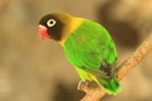 Nierozłączka czarnogłowa - Agapornis personatus - Yellow-collared Lovebird