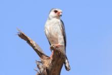Sokołowe - Falconiformes