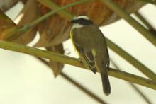 Bentewi krasnociemieniowy - Myiozetetes similis - Social Flycatcher