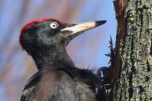 Dzięcioł czarny - Dryocopus martius - Black Woodpecker