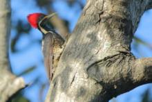 Dzięcioł czerwonoczuby - Dryocopus lineatus - Lineated Woodpecker