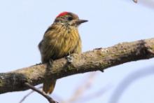 Dzięcioł jasnolicy - Dendropicos fuscescens - Cardinal Woodpecker