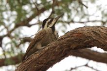 Dzięcioł sawannowy - Chloropicus namaquus - Bearded Woodpecker
