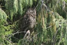 Puchacz przyladkowy - Bubo capensis  - Cape Eagle Owl