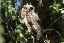 Puszczyk pręgowany - Strix woodfordii - African Wood Owl