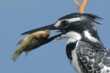 Rybaczek srokaty - Ceryle rudis - Pied Kingfisher