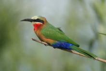Żołny -Meropidae - Bee-eaters