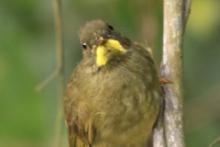 Brązownik wąsaty - Eurillas latirostris - Yellow-whiskered Greenbul