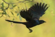Błyszczak ciemny - Lamprotornis mevesii - Meves's Starling