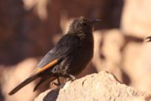 Czarnotek arabski - Onychognathus tristramii - Tristram's Starling