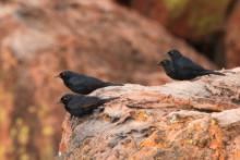 Czarnotek białoskrzydły - Onychognathus nabouroup - Pale-winged Starling