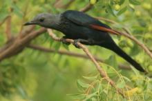 Czarnotek rudoskrzydły - Onychognathus morio - Red-winged Starling
