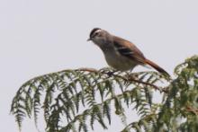 Drozdówka sawannowa - Cercotrichas hartlaubi - Brown-backed Scrub Robin