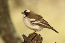 Dziergacz białobrewy - Plocepasser mahali - White-browed Sparrow-Weaver