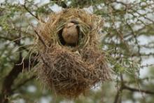 Dziergacz łuskowany - Plocepasser donaldsoni - Donaldson Smith's Sparrow Weaver