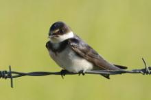Jaskółka białogardła - Hirundo albigularis - White-throated Swallow