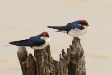Jaskółka rdzawogłowa - Hirundo smithii - Wire-tailed Swallow