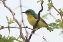 Nektarzyk obrożny - Hedydipna collaris - Collared Sunbird