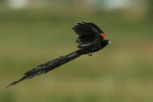 Wikłacz olbrzymi - Euplectes progne - Long-tailed Widowbird